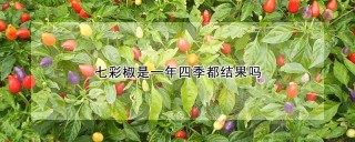 七彩椒是一年四季都结果吗,第1图