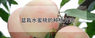 盆栽水蜜桃的种植方法,第1图