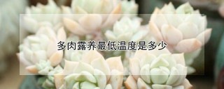 多肉露养最低温度是多少,第1图