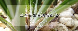 兰草花生白斑怎么治,第1图