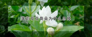 茉莉花花骨朵为什么总掉,第1图