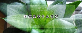 卧室里放什么花好,第1图