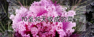 10至30天收成的菜,第1图