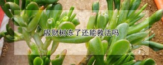 吸财树冻了还能救活吗,第1图