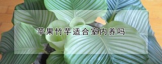 苹果竹芋适合室内养吗,第1图