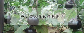 茄子怎么剪枝结秋茄子,第1图