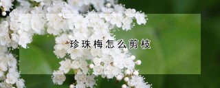 珍珠梅怎么剪枝,第1图