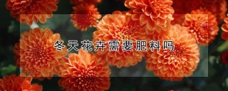 冬天花卉需要肥料吗,第1图