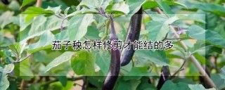 茄子秧怎样修剪才能结的多,第1图