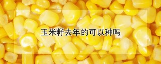 玉米籽去年的可以种吗,第1图