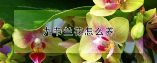 九节兰花怎么养,第1图