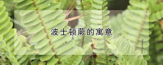 波士顿蕨的寓意,第1图