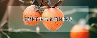 野柿子树与老鸦柿区别,第1图