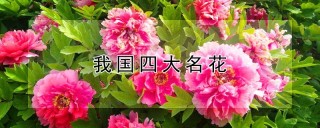 我国四大名花,第1图