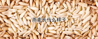 燕麦长什么样子,第1图