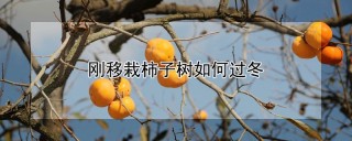 刚移栽柿子树如何过冬,第1图