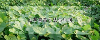 山芋育苗方法与时间,第1图