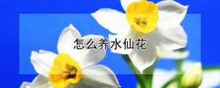 怎么养水仙花,第1图