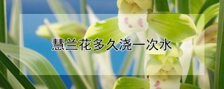 慧兰花多久浇一次水,第1图