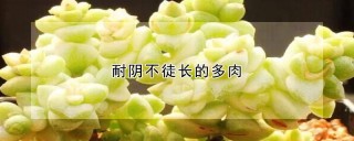 耐阴不徒长的多肉,第1图