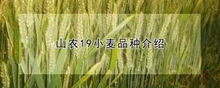 山农19小麦品种介绍,第1图