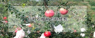 软籽石榴树怎样修剪,第1图