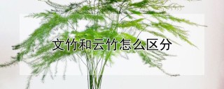 文竹和云竹怎么区分,第1图