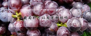 葡萄籽可以发芽种植吗,第1图