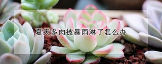 夏天多肉被暴雨淋了怎么办,第1图