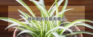 除甲醛的花都有哪些,第1图