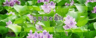 凤眼蓝有毒吗,第1图