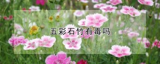 五彩石竹有毒吗,第1图