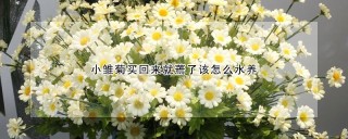 小雏菊买回来就蔫了该怎么水养,第1图