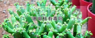 珊瑚柱有毒吗,第1图