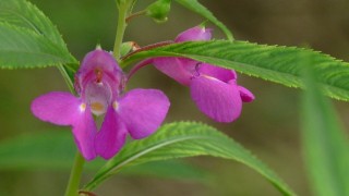 凤仙花怎么摘心,第1图