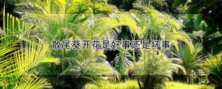 散尾葵开花是好事还是坏事,第1图