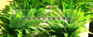 厨房为什么不能放绿植,第1图