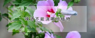 啤酒不能浇哪些植物,第1图