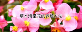 草本海棠花的养殖方法,第1图