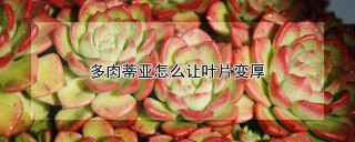 多肉蒂亚怎么让叶片变厚,第1图