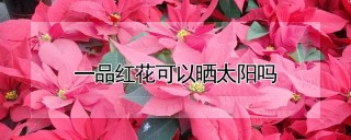 一品红花可以晒太阳吗,第1图