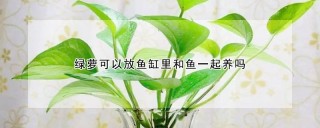 绿萝可以放鱼缸里和鱼一起养吗,第1图