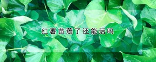 红薯苗蔫了还能活吗,第1图