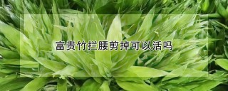 富贵竹拦腰剪掉可以活吗,第1图