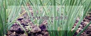 葱叶长锈斑是什么原因,第1图