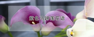 紫色马蹄莲花语,第1图