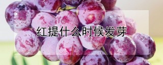 红提什么时候发芽,第1图