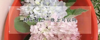 鲜花醒上一晚上可以吗,第1图