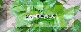 绿萝出现焦尖焦边,第1图