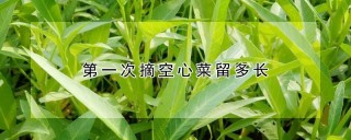 第一次摘空心菜留多长,第1图